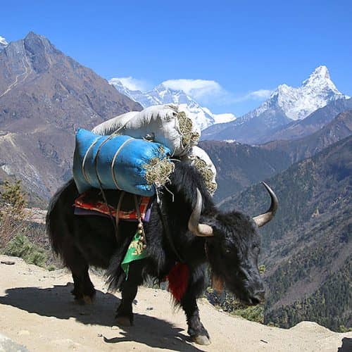 Safety Information for Nepal